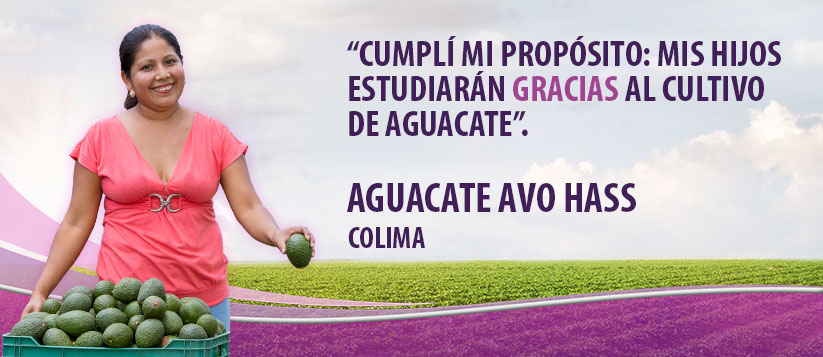 Aguacate Avo Hass Cover